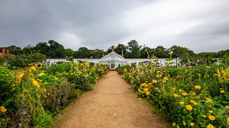 Late summer in the walled kitchen garden